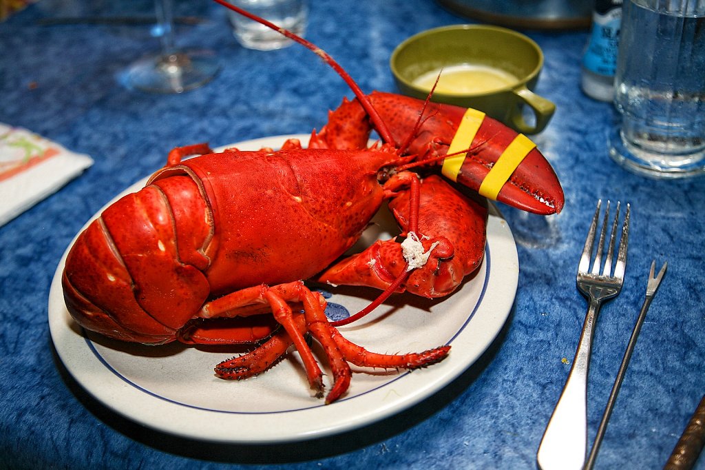 Maine Lobster